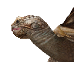 African Spurred Tortoise Male - Zoo Tycoon 2