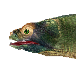 Komodo Dragon Baby - Zoo Tycoon 2