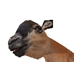 Wildebeest Baby - Zoo Tycoon 2