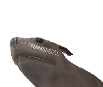 California Sea Lion Baby - Zoo Tycoon 2