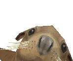 California Sea Lion - Zoo Tycoon 2
