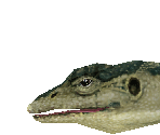 Nile Monitor - Zoo Tycoon 2