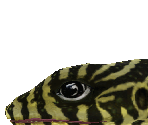 Nile Monitor Baby - Zoo Tycoon 2