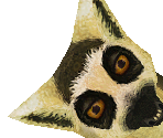 Ring-Tailed Lemur Baby - Zoo Tycoon 2