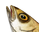 Arctic Cod - Zoo Tycoon 2