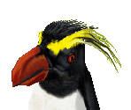 Rockhopper Penguin - Zoo Tycoon 2