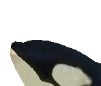 Orca Baby - Zoo Tycoon 2