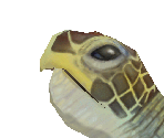 Green Sea Turtle Baby - Zoo Tycoon 2