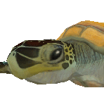 Green Sea Turtle - Zoo Tycoon 2
