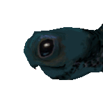 Leatherback Sea Turtle Baby - Zoo Tycoon 2