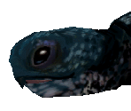 Leatherback Sea Turtle - Zoo Tycoon 2