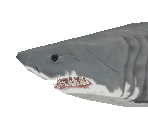 Great White Shark Baby - Zoo Tycoon 2