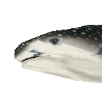 Whale Shark - Zoo Tycoon 2