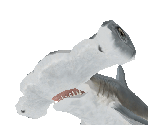 Scalloped Hammerhead Shark - Zoo Tycoon 2
