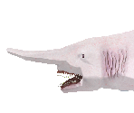 Goblin Shark - Zoo Tycoon 2