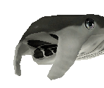 Manta Ray Baby - Zoo Tycoon 2