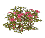 Pink Azalea Flowers - The Sims 4