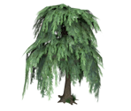 Willow Tree - The Sims 2