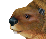 American Beaver - Zoo Tycoon 2