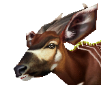 Bongo - Zoo Tycoon 2