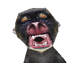 Mandrill Baby - Zoo Tycoon 2