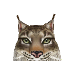 Spanish Lynx Male - Zoo Tycoon 2