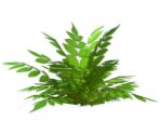 Grass - Digimon Links