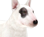Bull Terrier - Nintendogs + Cats