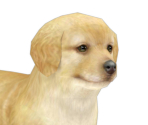 Golden Retriever - Nintendogs + Cats