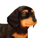 Miniature Dachshund - Nintendogs + Cats