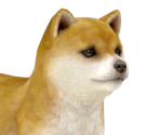 Shiba Inu - Nintendogs + Cats