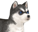 Siberian Husky - Nintendogs + Cats