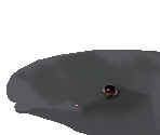 False Killer Whale Baby - Zoo Tycoon 2