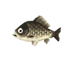 Crucian Carp - Animal Crossing: Pocket Camp