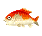 Koi - Animal Crossing: Pocket Camp