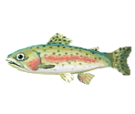Rainbow Trout - Animal Crossing: Pocket Camp