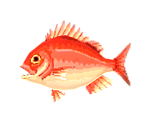 Red Snapper - Animal Crossing: Pocket Camp