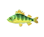 Yellow Perch - Animal Crossing: Pocket Camp