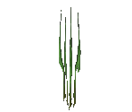 Water Plants - Star Fox Adventures