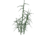 Small Willow Trees - Star Fox Adventures