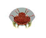 Metroid (Early Model) - Metroid Prime