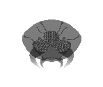 Fission Metroid - Metroid Prime