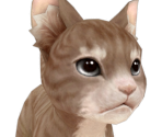 Wild Kitter - Aion