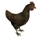 Chicken - The Elder Scrolls V: Skyrim