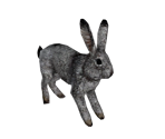 Rabbit - The Elder Scrolls V: Skyrim