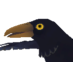 Crow - Hello Neighbor