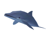 Dolphin - Sonic Adventure DX: Director's Cut