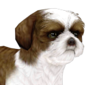 Shih Tzu - Nintendogs + Cats