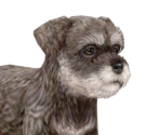 Miniature Schnauzer - Nintendogs + Cats