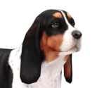 Basset Hound - Nintendogs + Cats